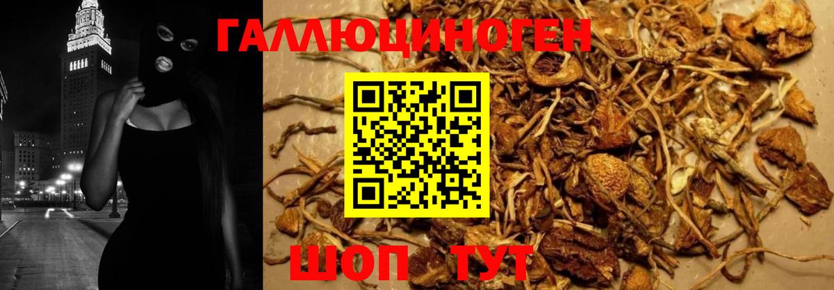 Псилоцибиновые грибы Cubensis Ржев